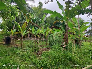5,000 sqm lot along the highway with with fruit bearing trees for sale in San Lorenzo (Buenavista before), Guimaras
