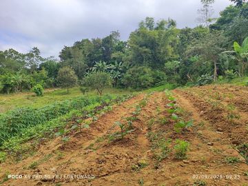 5,000 sqm lot along the highway with with fruit bearing trees for sale in San Lorenzo (Buenavista before), Guimaras