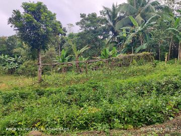 5,000 sqm lot along the highway with with fruit bearing trees for sale in San Lorenzo (Buenavista before), Guimaras
