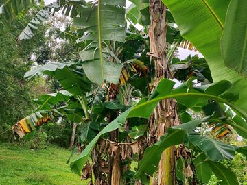 5,000 sqm lot along the highway with with fruit bearing trees for sale in San Lorenzo (Buenavista before), Guimaras