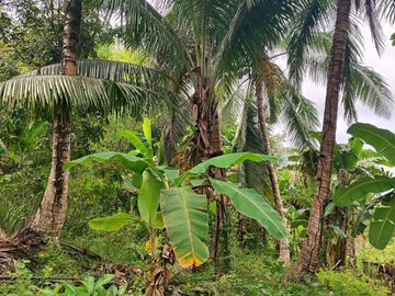 5,000 sqm lot along the highway with with fruit bearing trees for sale in San Lorenzo (Buenavista before), Guimaras