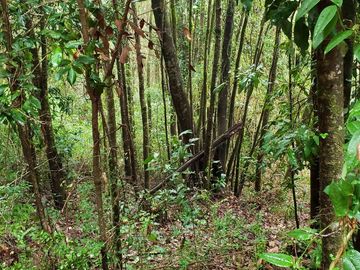 3 Ultimas Parcelas Ecológicas Los Coigües