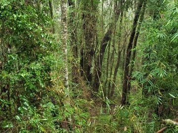 3 Ultimas Parcelas Ecológicas Los Coigües