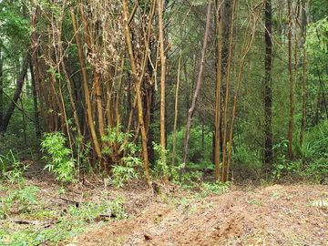 3 Ultimas Parcelas Ecológicas Los Coigües