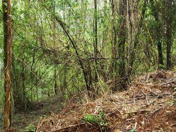 3 Ultimas Parcelas Ecológicas Los Coigües