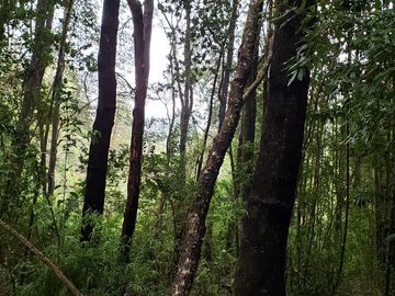 3 Ultimas Parcelas Ecológicas Los Coigües