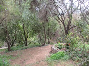 HERMOSA PARCELA CON CASA Y ABUNDANTE VEGETACIÓN NATIVA