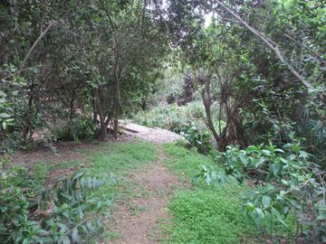 HERMOSA PARCELA CON CASA Y ABUNDANTE VEGETACIÓN NATIVA