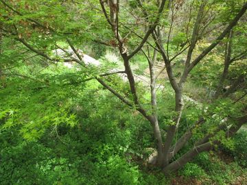 HERMOSA PARCELA CON CASA Y ABUNDANTE VEGETACIÓN NATIVA