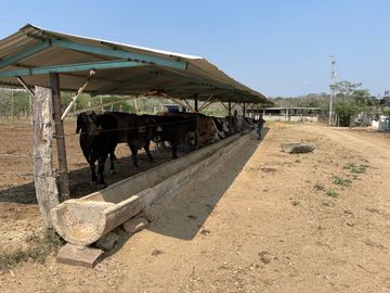 Rancho Ganadero en Venta en Acayucan Veracruz