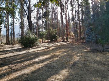 TERRENO SECTOR LOS CANELOS CURACAVI DE 8 HECTAREAS