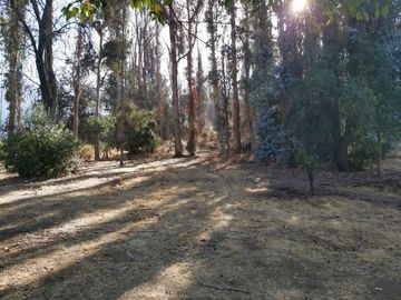 TERRENO SECTOR LOS CANELOS CURACAVI DE 8 HECTAREAS
