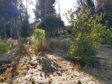 TERRENO SECTOR LOS CANELOS CURACAVI DE 8 HECTAREAS