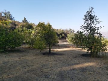 TERRENO SECTOR LOS CANELOS CURACAVI DE 8 HECTAREAS