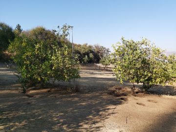 TERRENO SECTOR LOS CANELOS CURACAVI DE 8 HECTAREAS