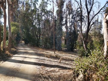 TERRENO SECTOR LOS CANELOS CURACAVI DE 8 HECTAREAS