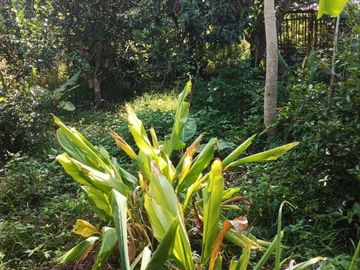 House for sale with 2 rai of land, 2 ngan 86 sq.w., San Sai District, Chiang Mai Province