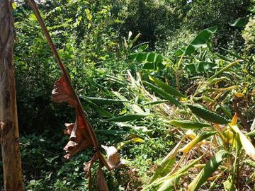 House for sale with 2 rai of land, 2 ngan 86 sq.w., San Sai District, Chiang Mai Province