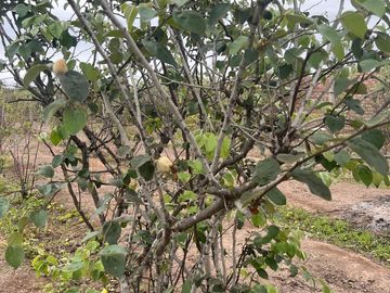 VENTA DE TERRENO AGRÍCOLA EN MALA - CAÑETE - LIMA