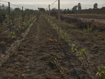 VENTA DE TERRENO AGRÍCOLA EN MALA - CAÑETE - LIMA