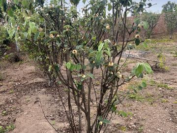 VENTA DE TERRENO AGRÍCOLA EN MALA - CAÑETE - LIMA