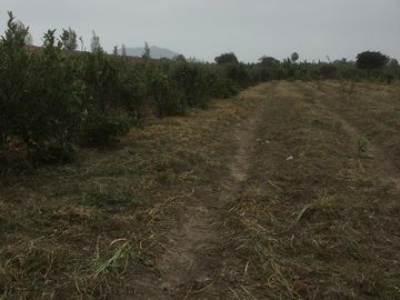 VENTA DE TERRENO AGRÍCOLA EN MALA - CAÑETE - LIMA