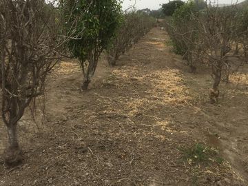 VENTA DE TERRENO AGRÍCOLA EN MALA - CAÑETE - LIMA