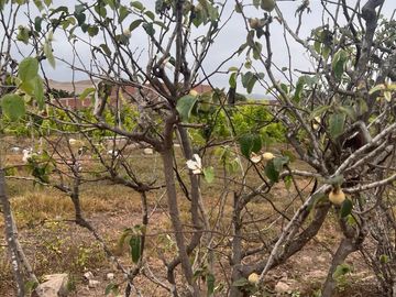 VENTA DE TERRENO AGRÍCOLA EN MALA - CAÑETE - LIMA