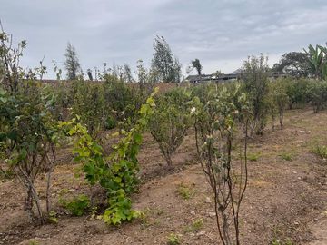 VENTA DE TERRENO AGRÍCOLA EN MALA - CAÑETE - LIMA