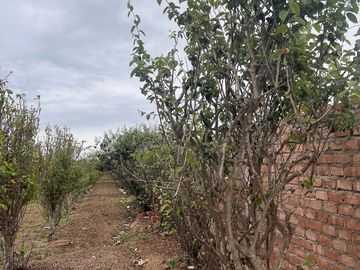 VENTA DE TERRENO AGRÍCOLA EN MALA - CAÑETE - LIMA
