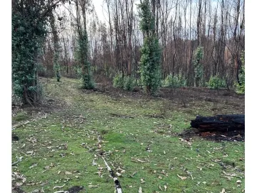 VENDE en VERDE: Parcelas en Santa Juana, VIII Región-Aires de Colico