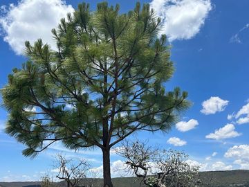 SE VENDE Casa en Vergel de la Sierra