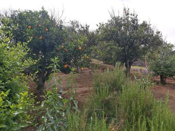 HERMOSA PARCELA VERDE Y COLORIDA CON POZO Y CONSTRUCCIONES