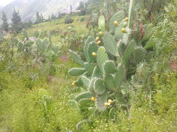 TERRENO EN VICHO SAN SALVADOR CALCA