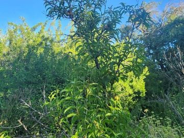 EN VENTA TERRENO UBICADO EN COMUNIDAD AGRICOLA PUNITAQUI (LA HIGUERA DE PUNITAQUI)