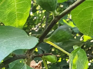 EN VENTA TERRENO UBICADO EN COMUNIDAD AGRICOLA PUNITAQUI (LA HIGUERA DE PUNITAQUI)