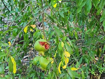 EN VENTA TERRENO UBICADO EN COMUNIDAD AGRICOLA PUNITAQUI (LA HIGUERA DE PUNITAQUI)