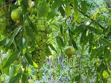 EN VENTA TERRENO UBICADO EN COMUNIDAD AGRICOLA PUNITAQUI (LA HIGUERA DE PUNITAQUI)