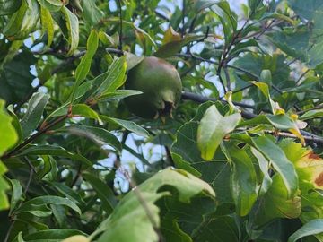 EN VENTA TERRENO UBICADO EN COMUNIDAD AGRICOLA PUNITAQUI (LA HIGUERA DE PUNITAQUI)