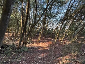 Parcela de 5.000 m2  en loteo San Ramon de Cato en Tres esquina de Cato, Chillán