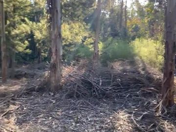 Se VENDE Parcela Agrícola- Oportunidad de Inversión EN VERDE  Santa Juana- Biobio VIII REGION