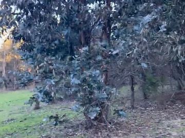 Se VENDE Parcela Agrícola- Oportunidad de Inversión EN VERDE  Santa Juana- Biobio VIII REGION