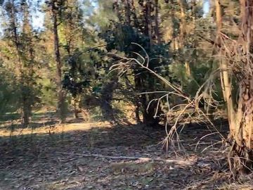 Se VENDE Parcela Agrícola- Oportunidad de Inversión EN VERDE  Santa Juana- Biobio VIII REGION