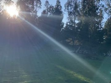 Se VENDE Parcela Agrícola- Oportunidad de Inversión EN VERDE  Santa Juana- Biobio VIII REGION