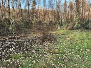 Se VENDE Parcela Agrícola- Oportunidad de Inversión EN VERDE  Santa Juana- Biobio VIII REGION