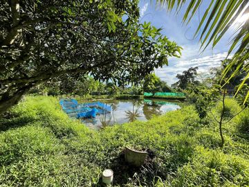 Land and house for sale good location ,near Chedi Mae Krua Market, San Sai, No flood