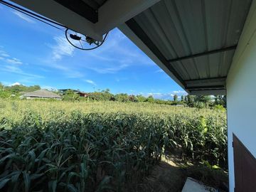 Land and house for sale good location ,near Chedi Mae Krua Market, San Sai, No flood