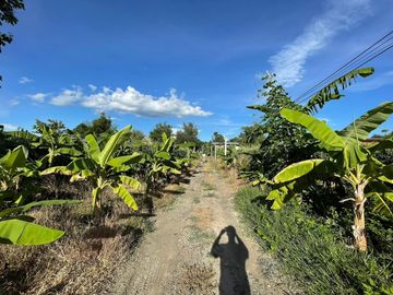 Land and house for sale good location ,near Chedi Mae Krua Market, San Sai, No flood