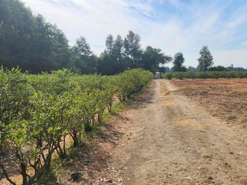 Venta parcela con Casas y plantación de arandanos