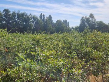 Venta parcela con Casas y plantación de arandanos